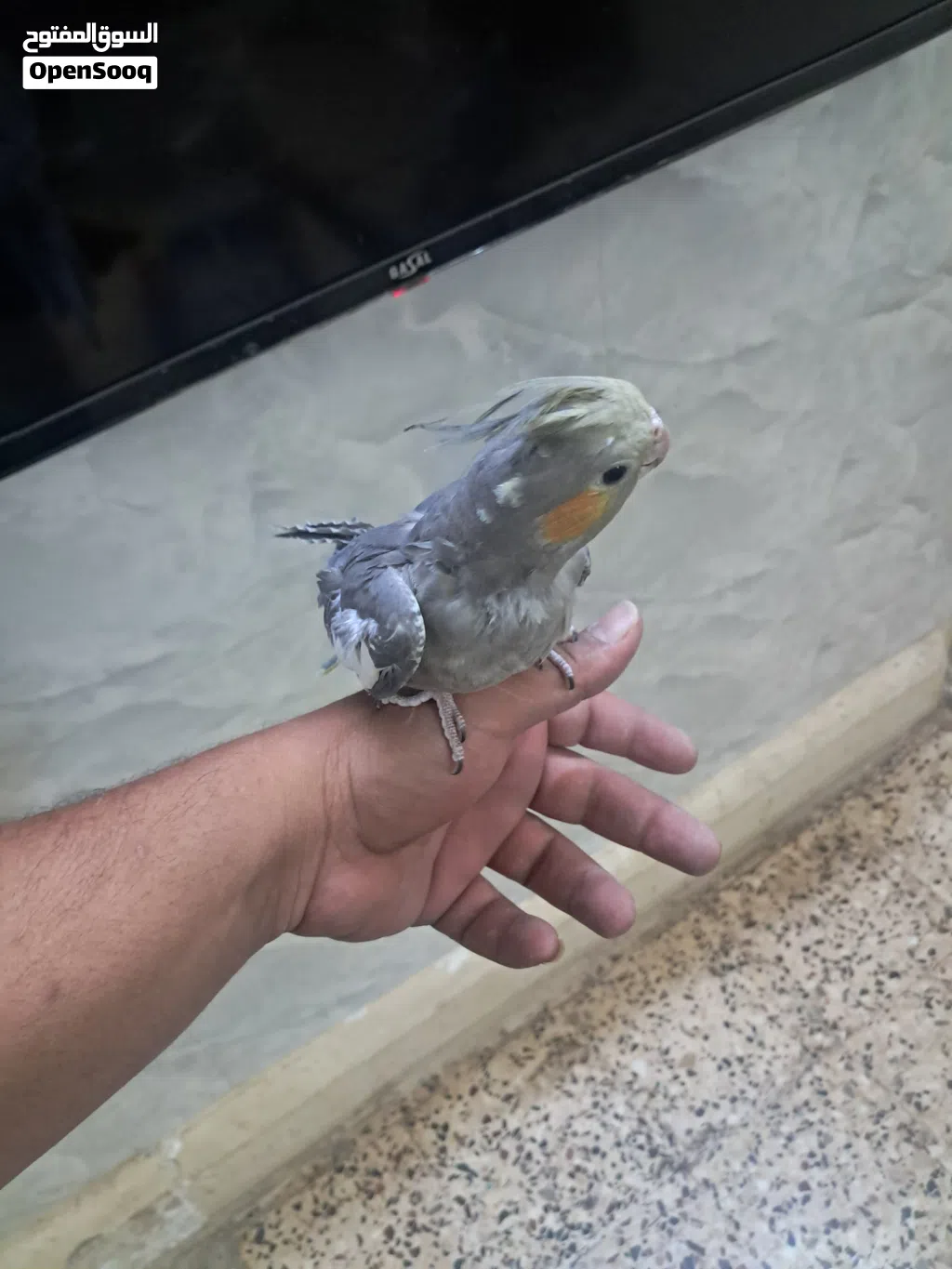 طيور كوكتيل