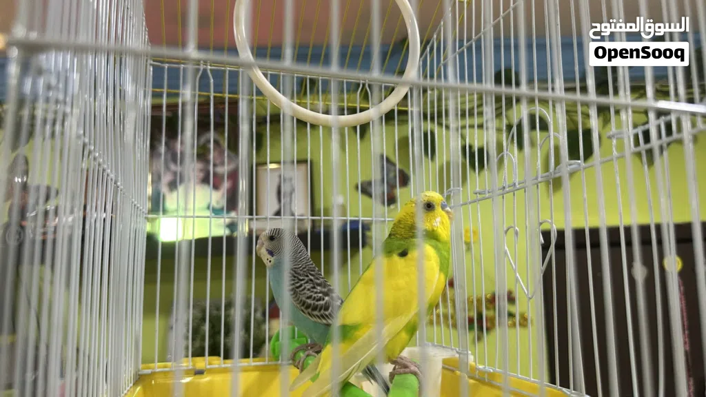 love birds (male/female)young