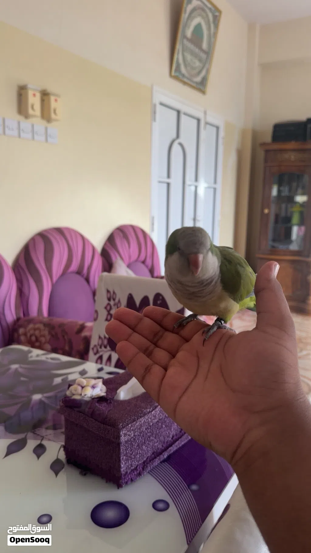 للبيع ببغاء كويكر (الراهب)