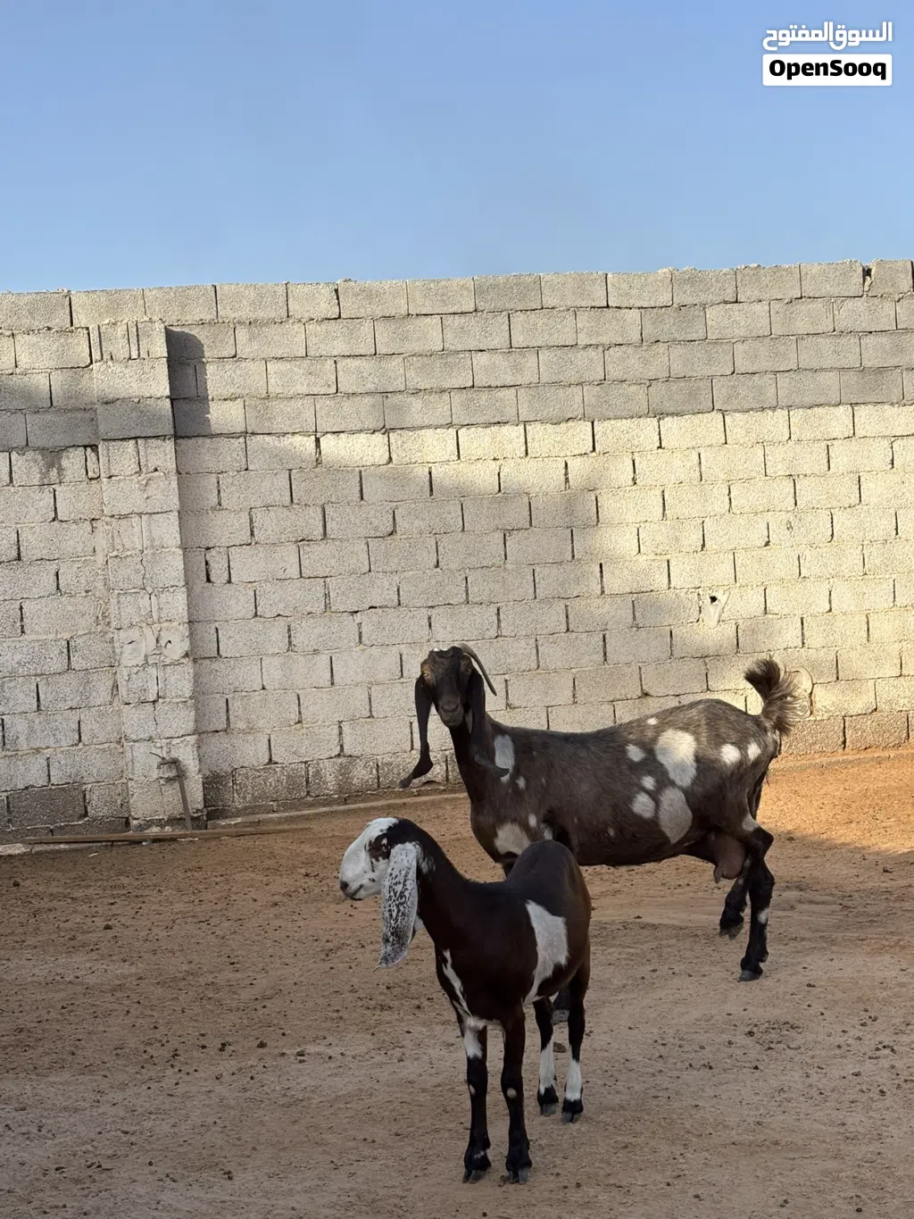 عنز هجين قبرصي
