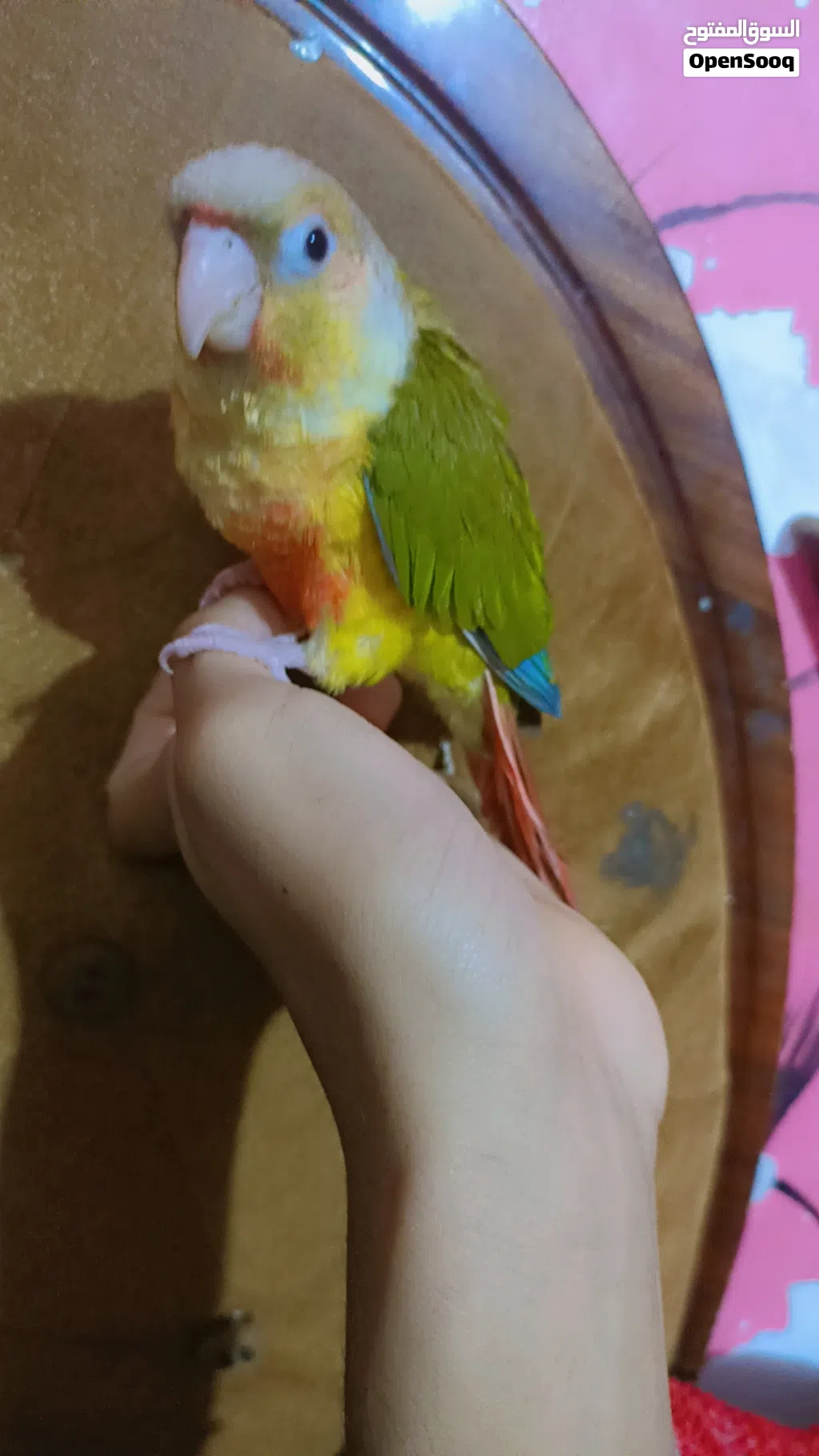 سلام عليكم كنيور اليف طبنه كنيور شتريته هو زغير وربيته. يعني الافه فول بدايه كلام. يعرف اسمه. كوكو