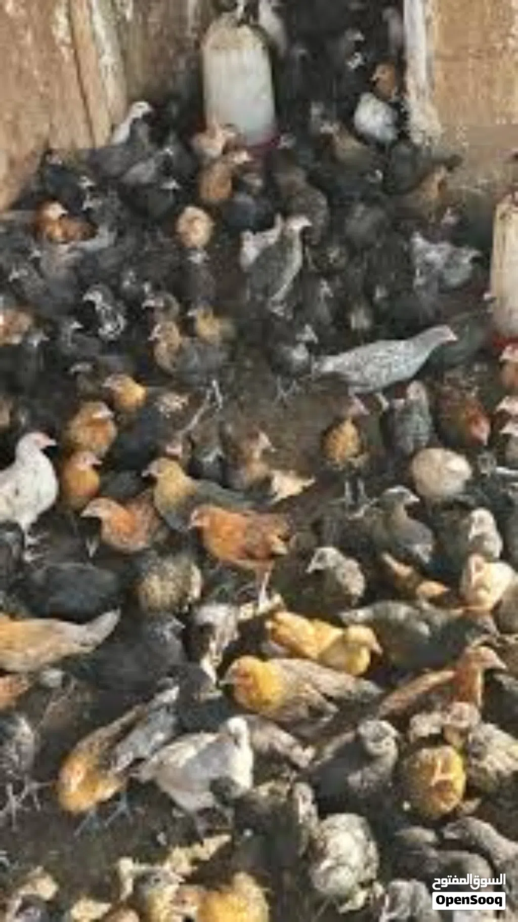 صوص عمر شهر ونص