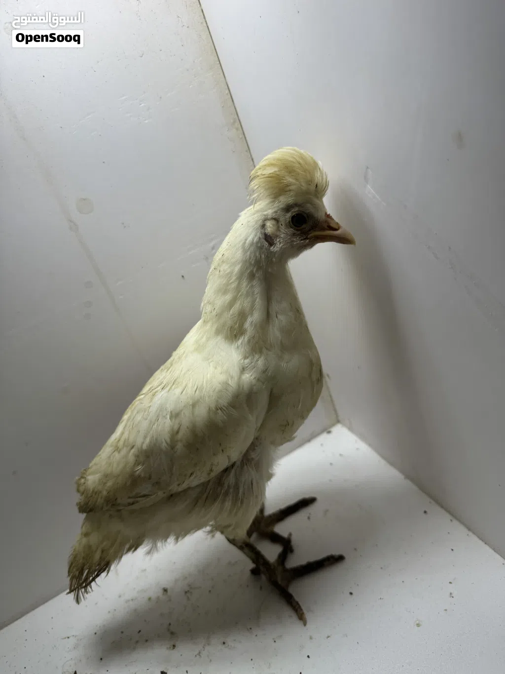 Chickens 3 months old