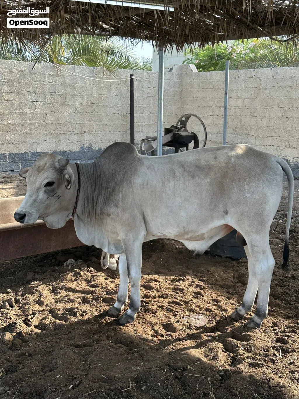 للبيع ثور مطعوم