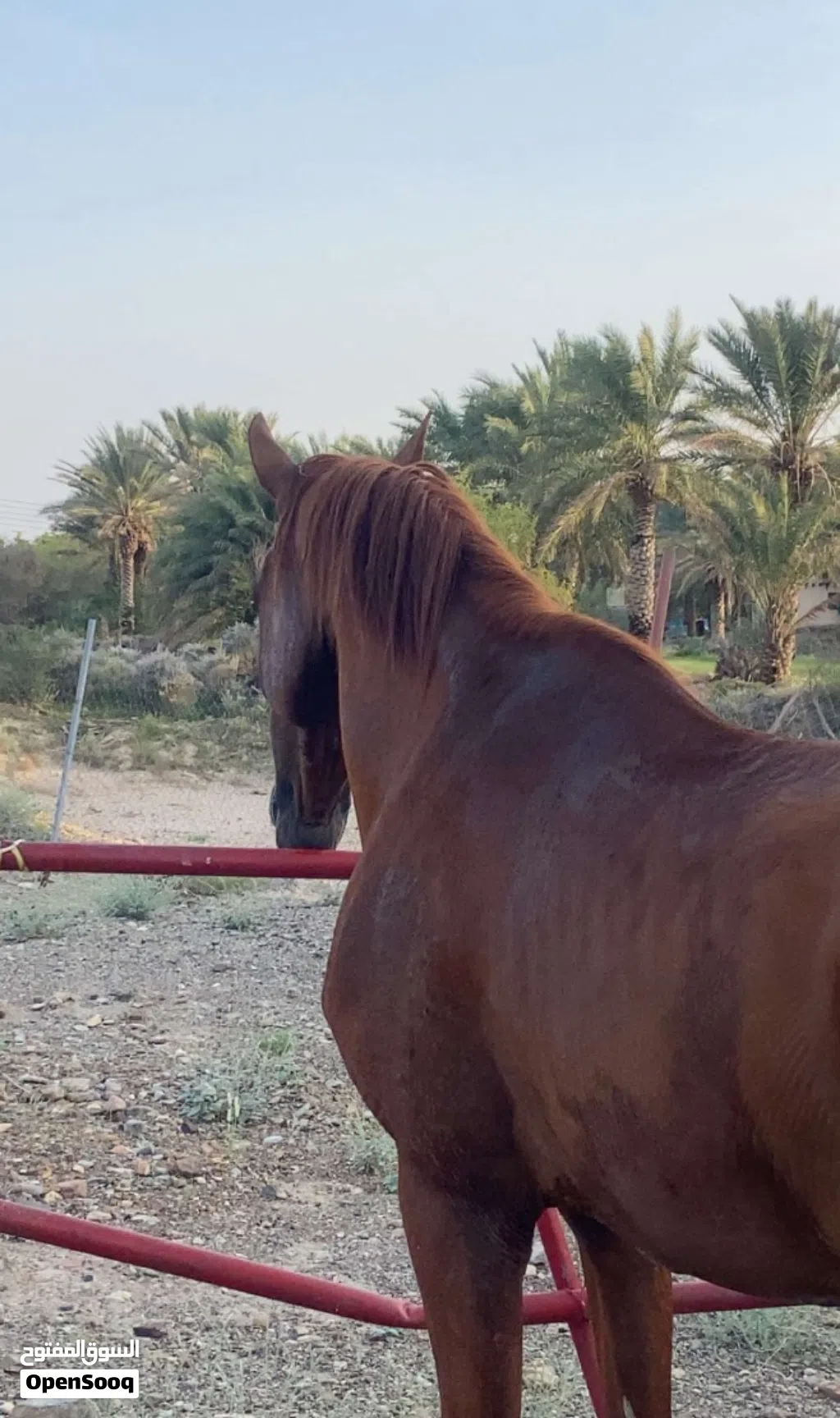 حصان عربي اصيل