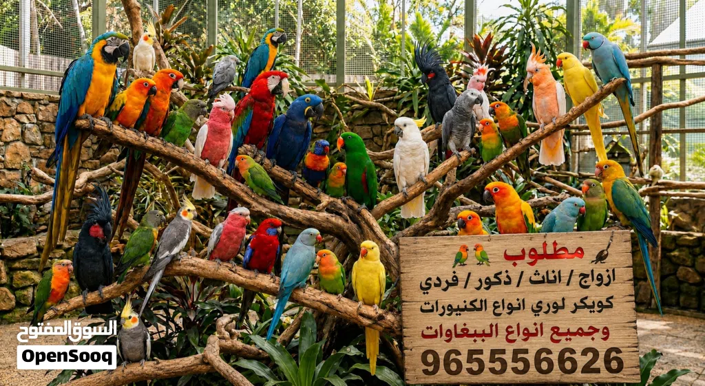 مطلوب وليس البيع جميع انواع الببغاوات ازواج/ذكور/اناث/فردي/فروخ/لوري كويكر كنيورات