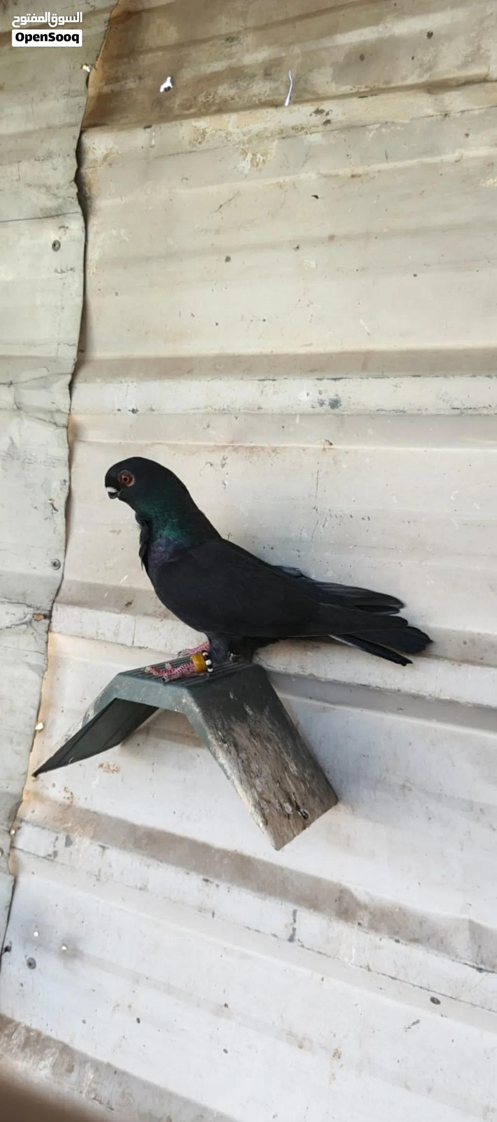 متاح مخاليف طيور مطير