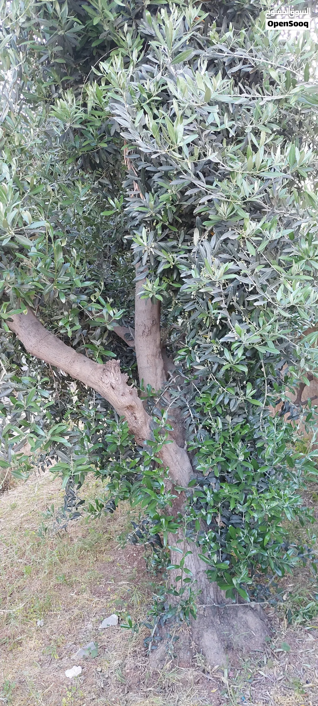 أشجار زيتون مثمرة معمرة