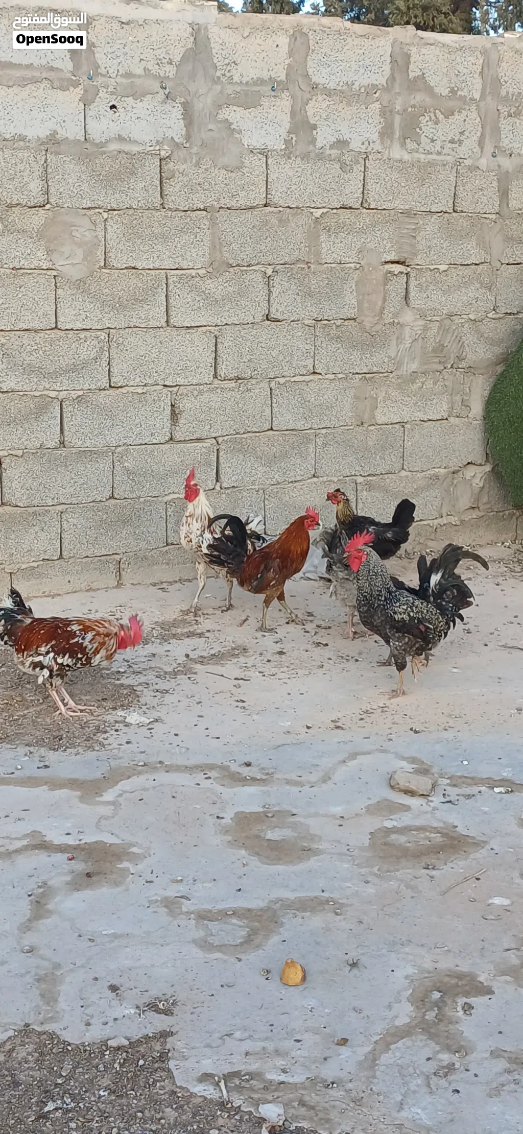 للتبديل 2جاجات 5 فراريج تبديل بي عصافير