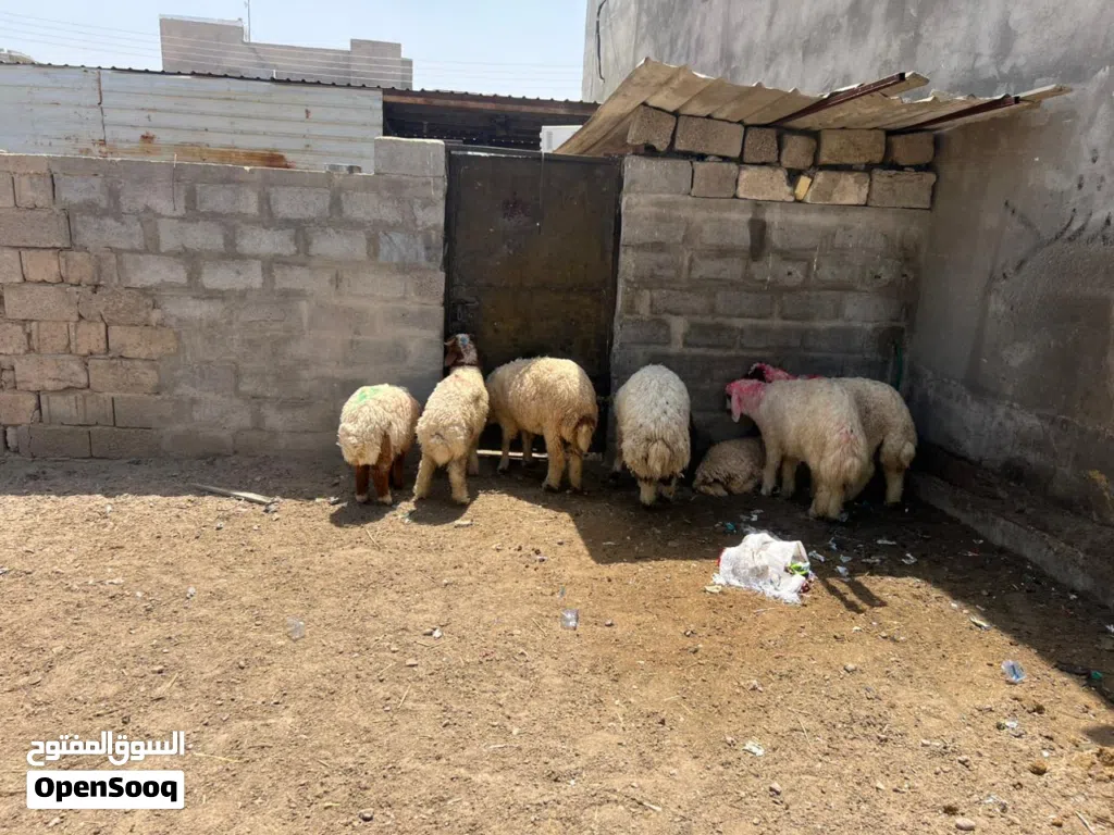 طليان للبيع