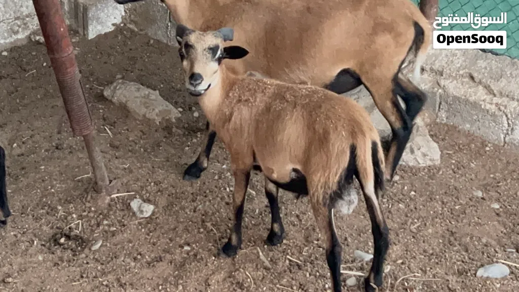كبش وعل الكاميروني للبيع