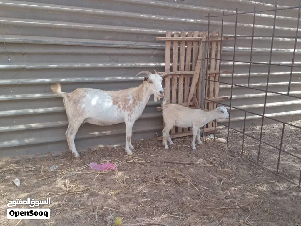 عنز كردية للبيع