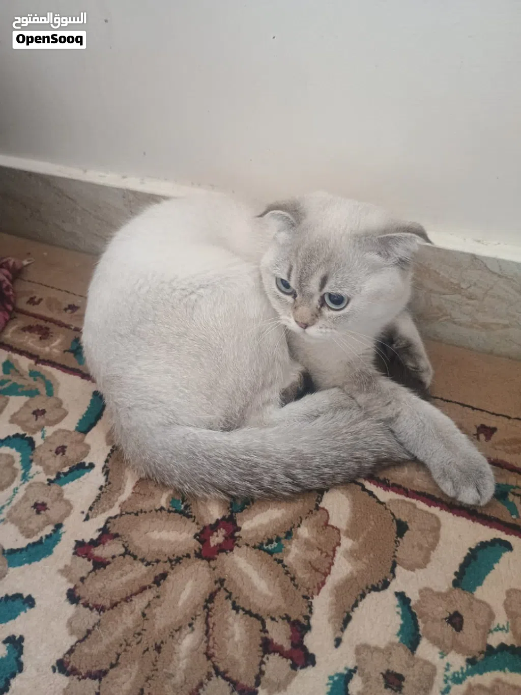 قطة سكوتش فولد