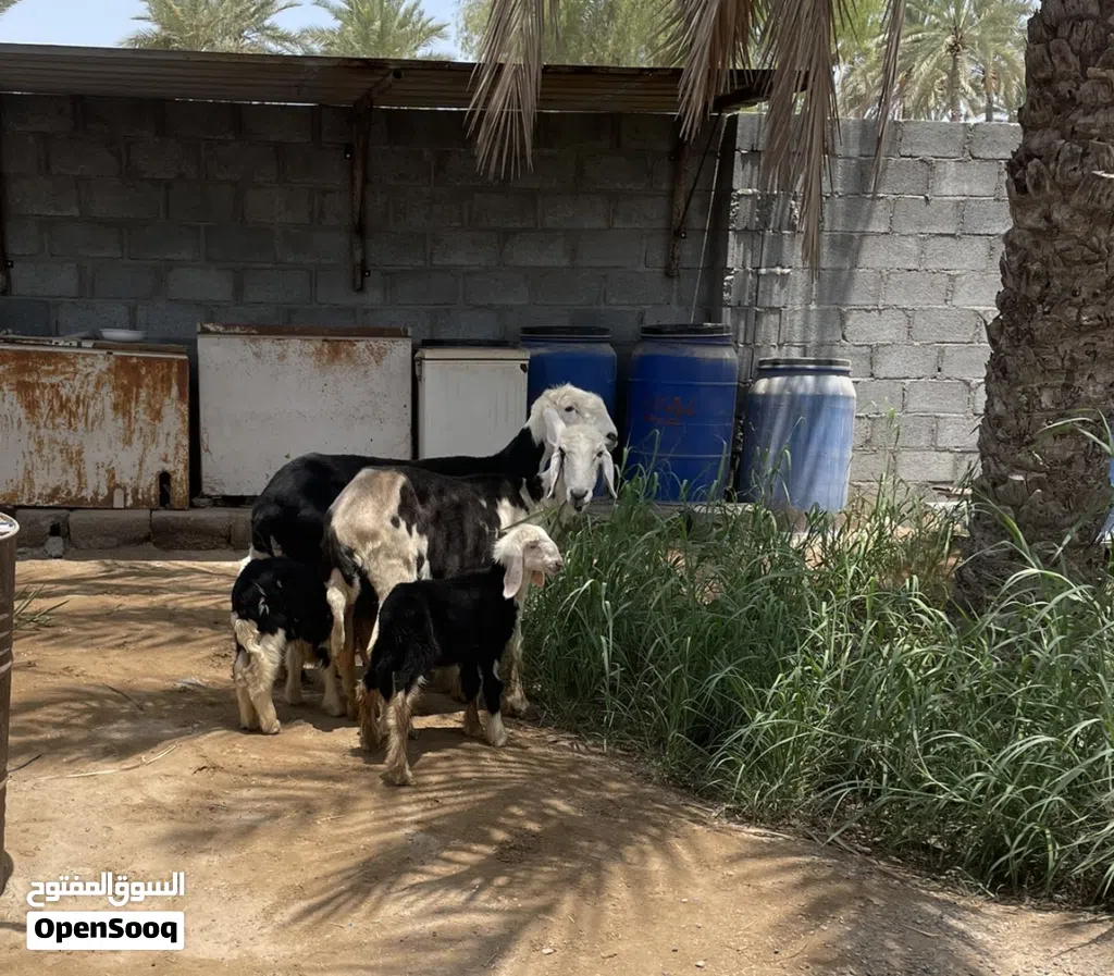 اغنام للبيع العد 4