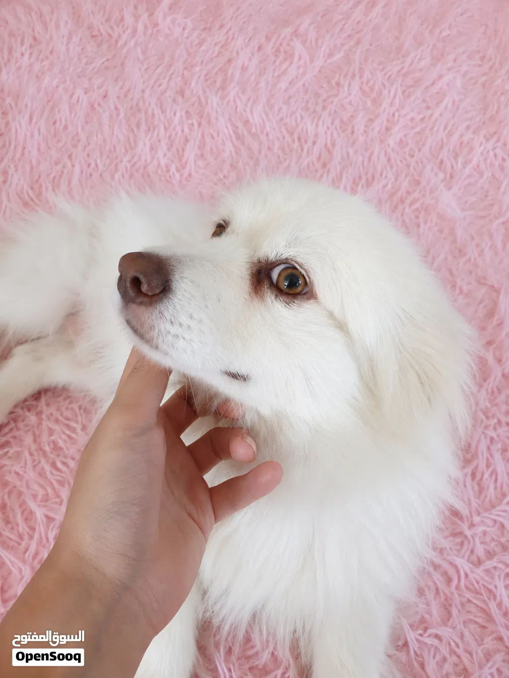 كلب بوميرانيان أصلي (Pomeranian) متعلم يفهم الناس مميز جداً