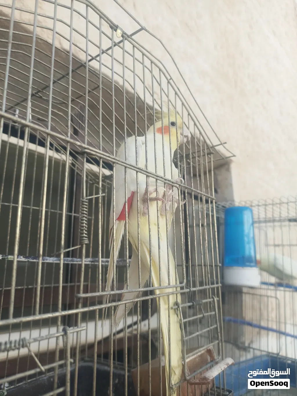 حبه كوكتيل