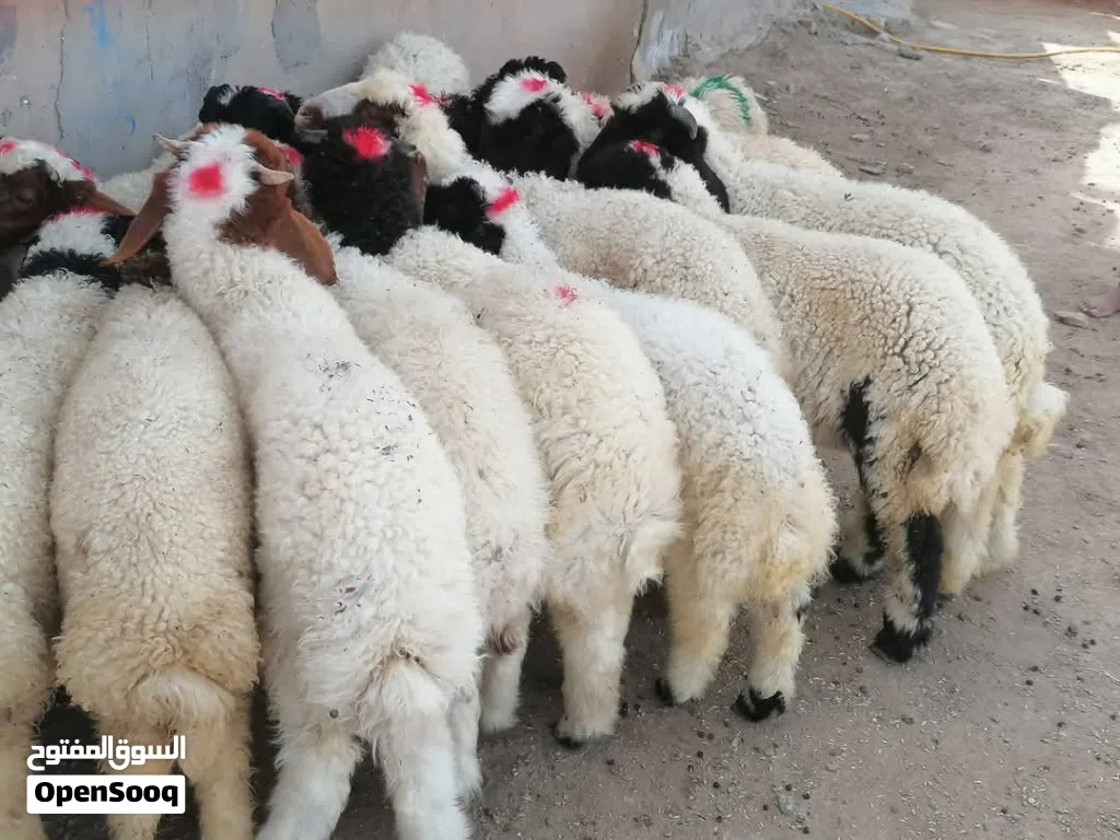 نشتري جميع الغنام والصخول والبقار