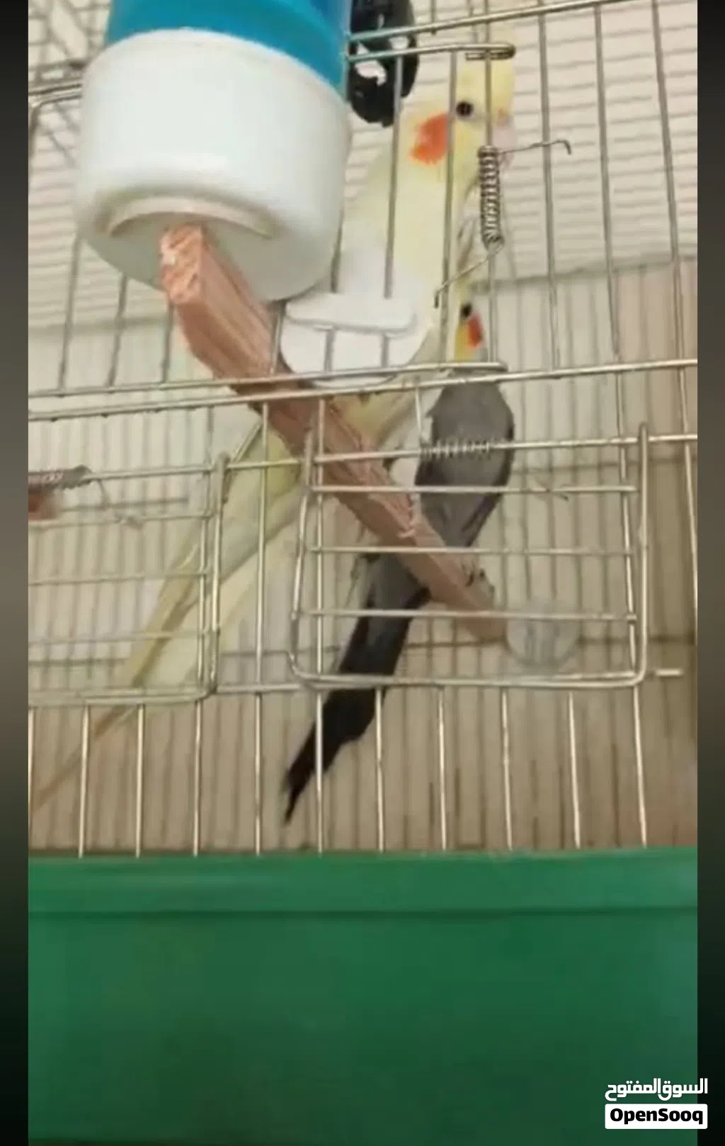 عصافير كوكتيل للبيع
