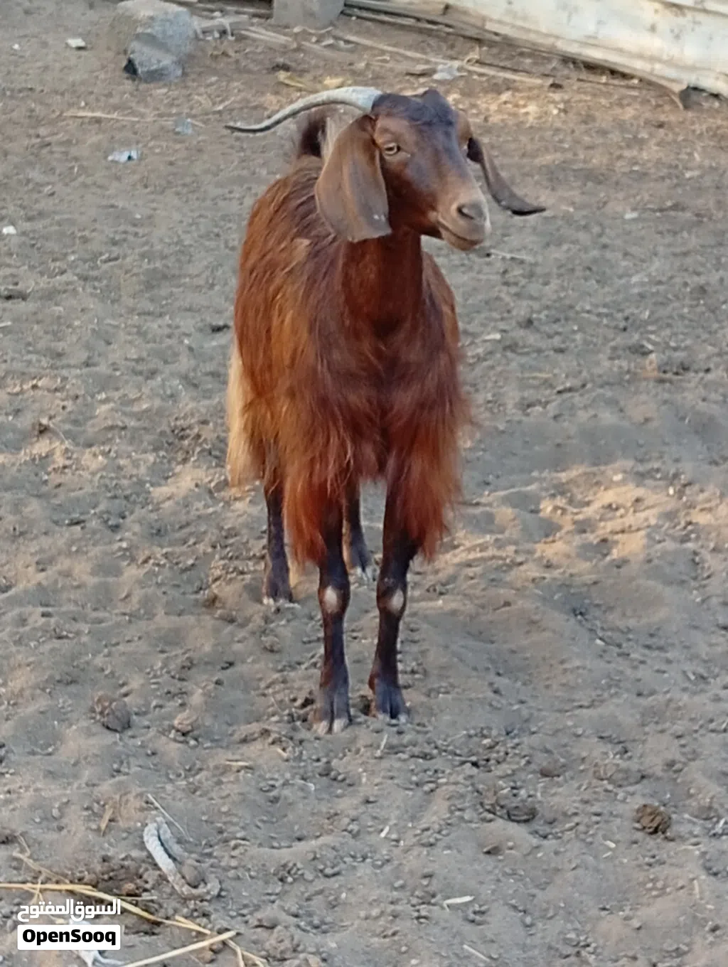 سخل م شاءالله فل سمنه