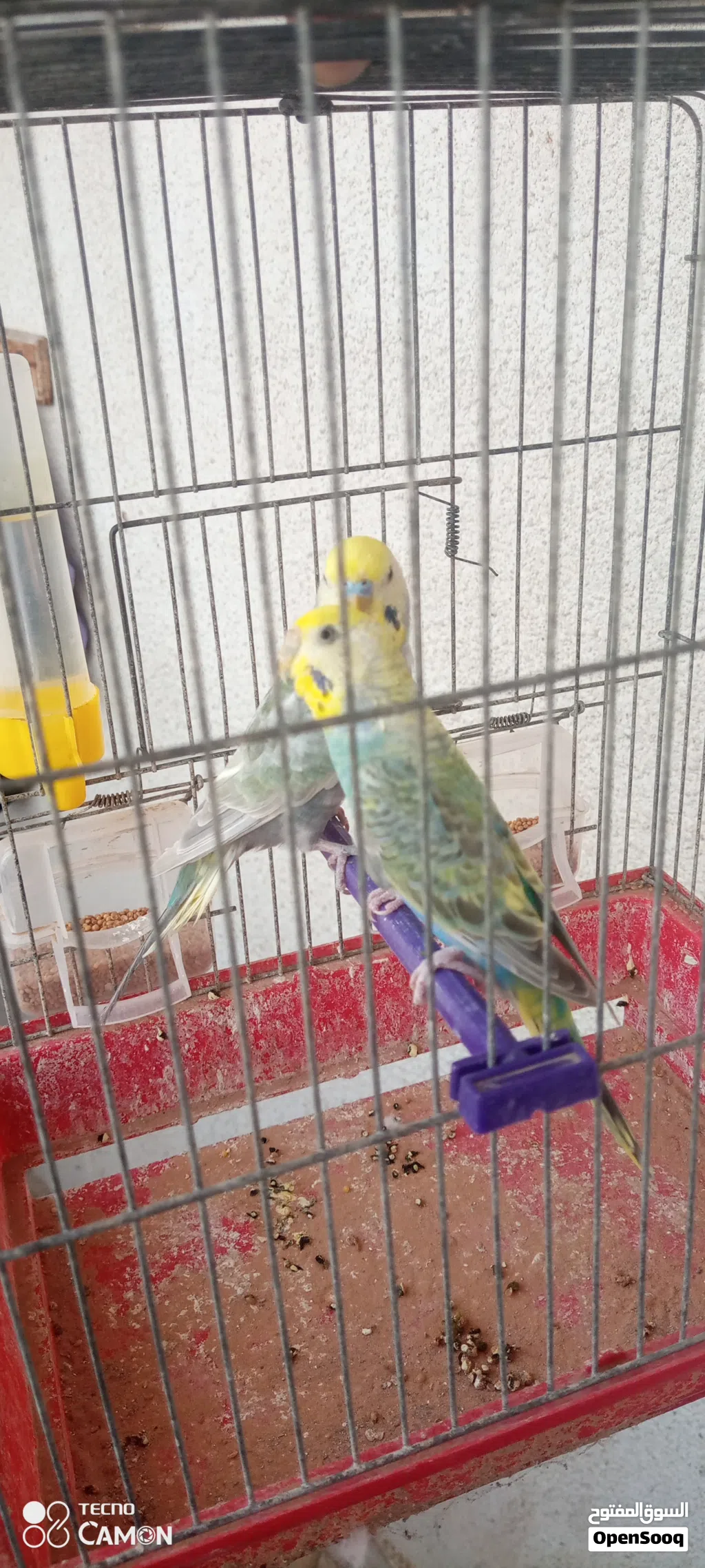 كوبية بقلينو رينبو مصوقره قبل