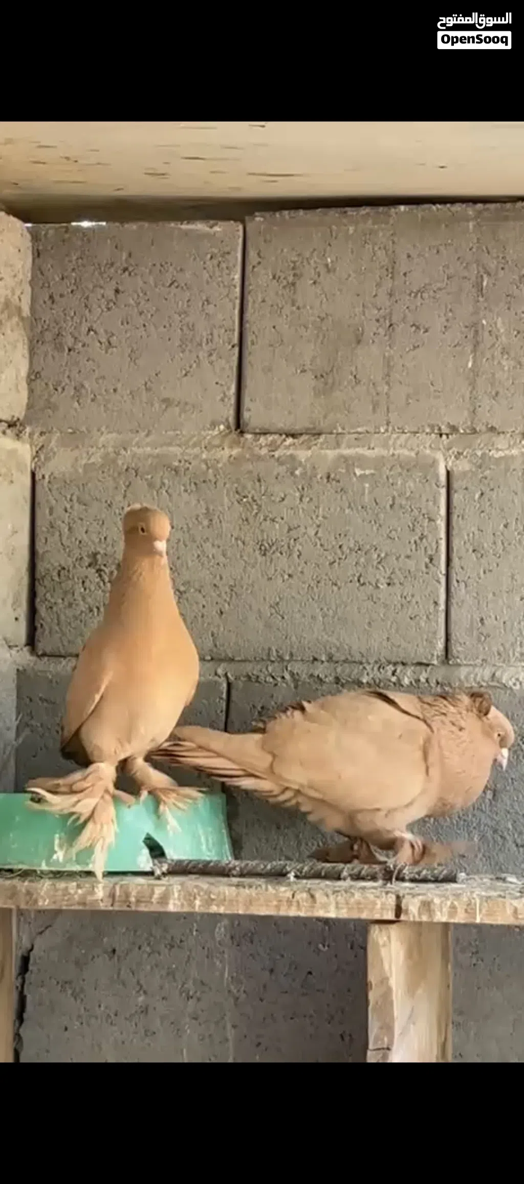 مطلوب نثيه راعبيه صفره اذا اكو بسعر مناسب لحد يعلك عليه شباب
