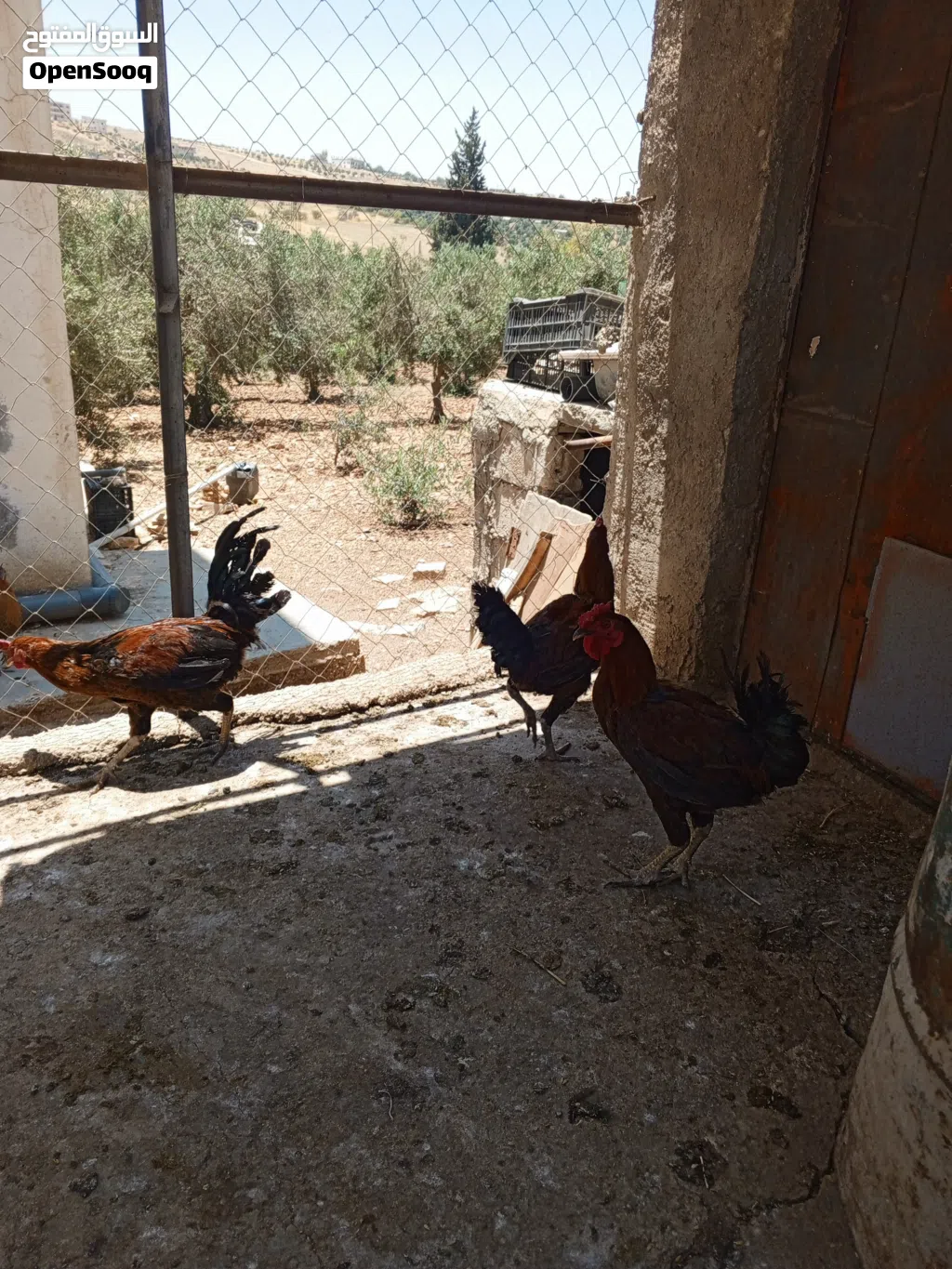 موجود ثلاث ديوك بلدي بصلى على النبي عمر سنه حجم ونضافه