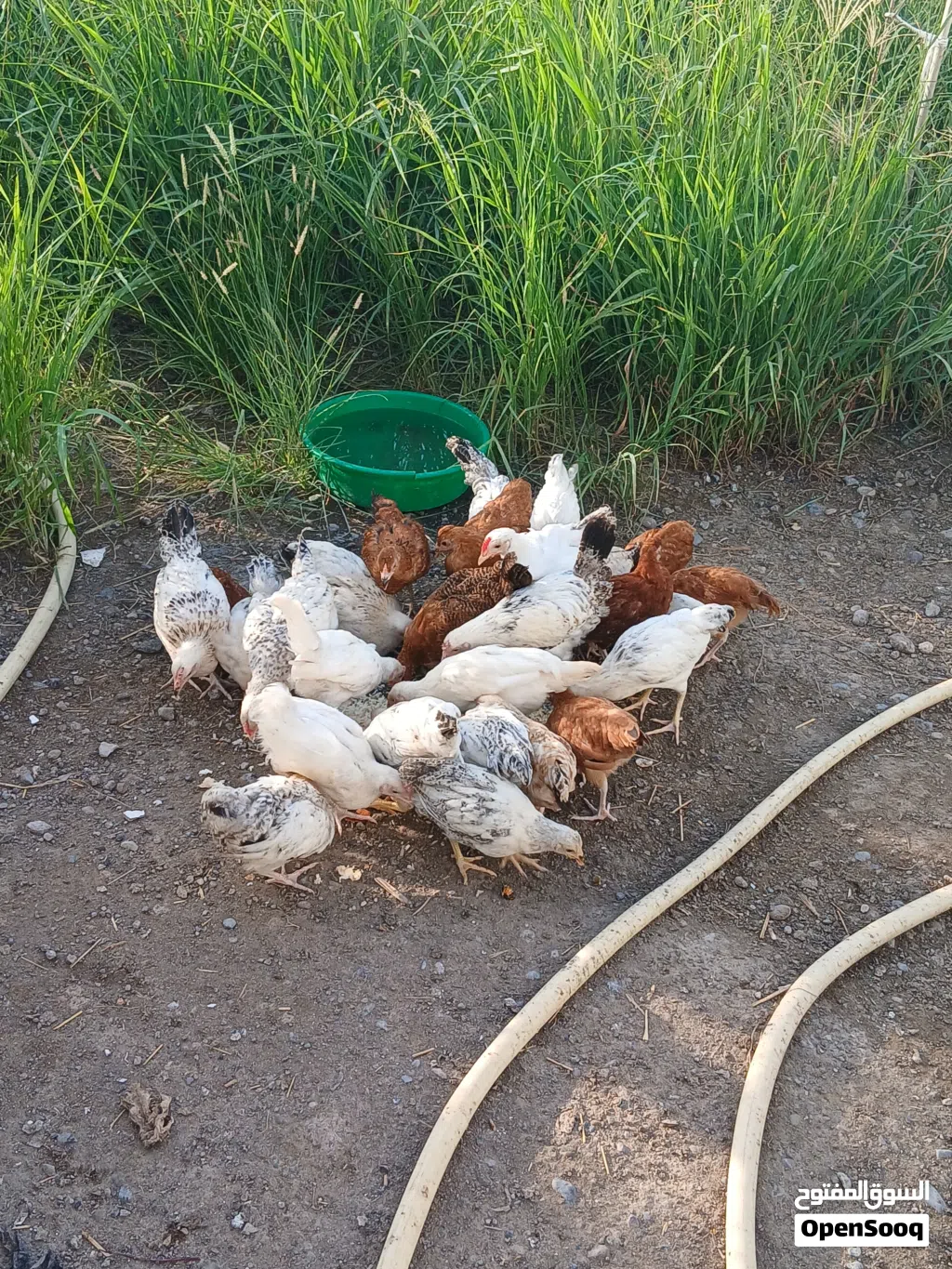 دجاج فرنسي للبيع الحبه ريال ونص