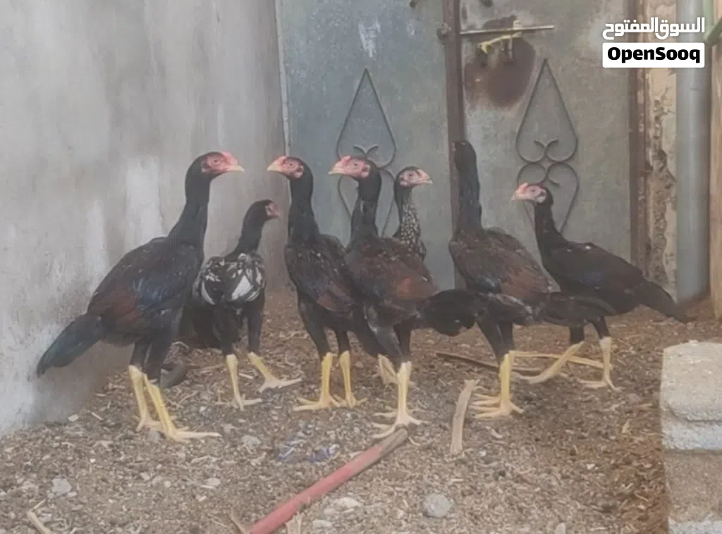 4دياكه باكستانيه سنديات للبيع