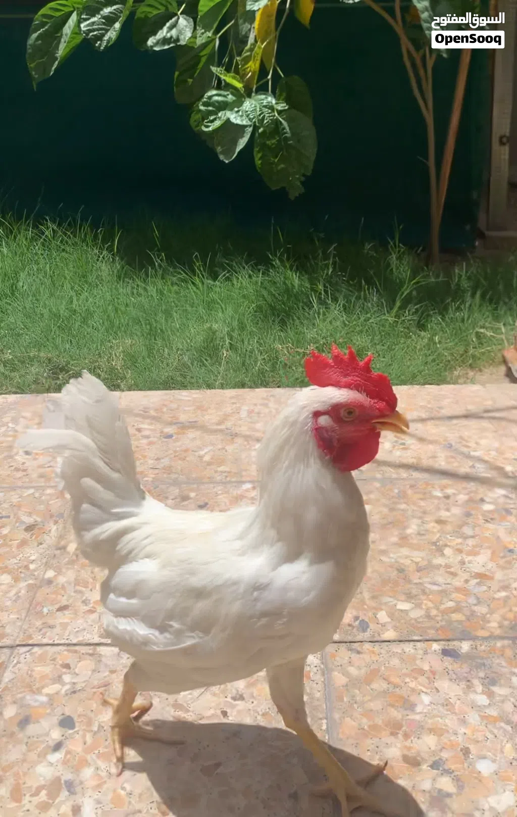 ديج عرب ابيض
