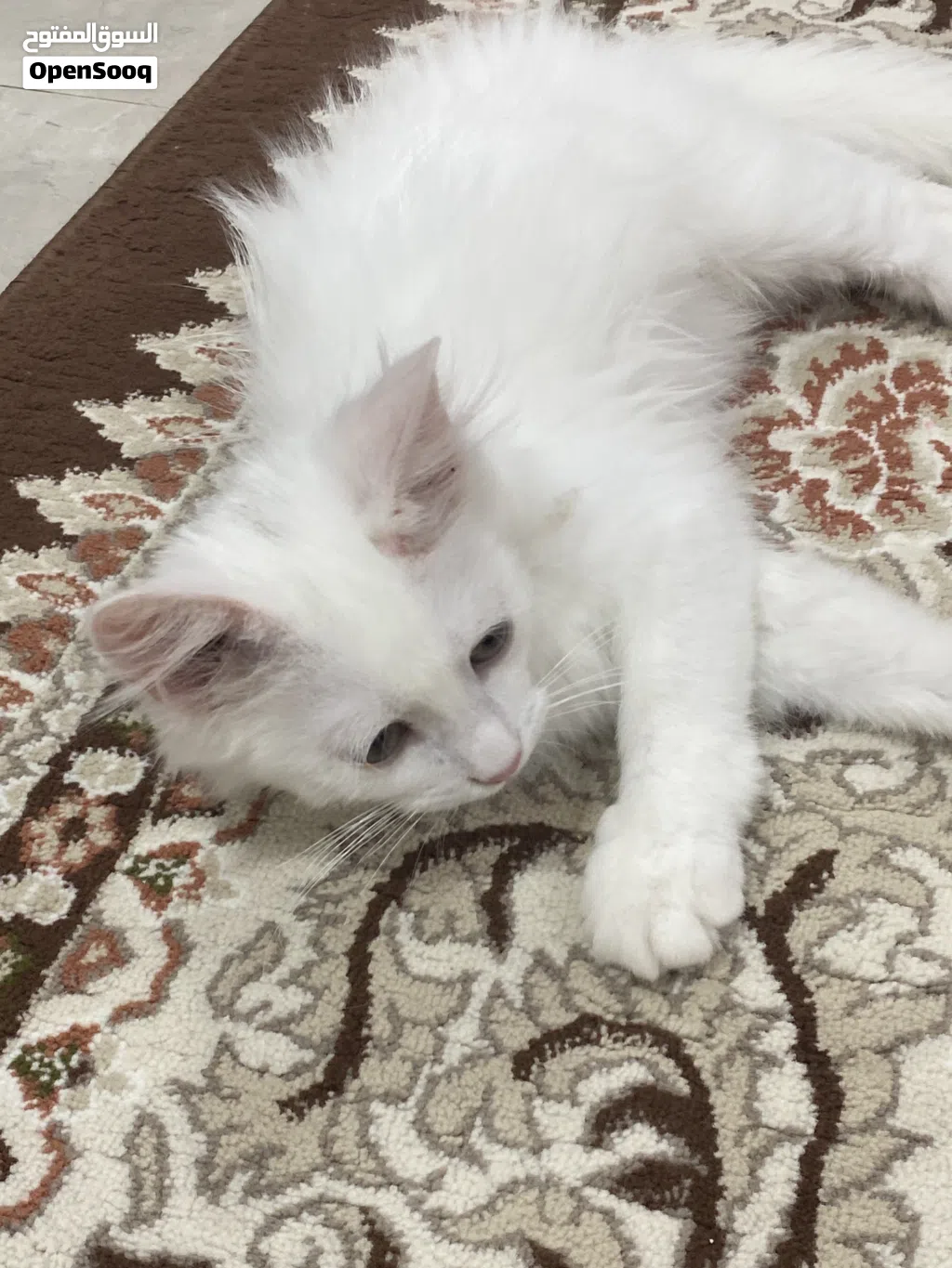 قط شيرازي من أصل