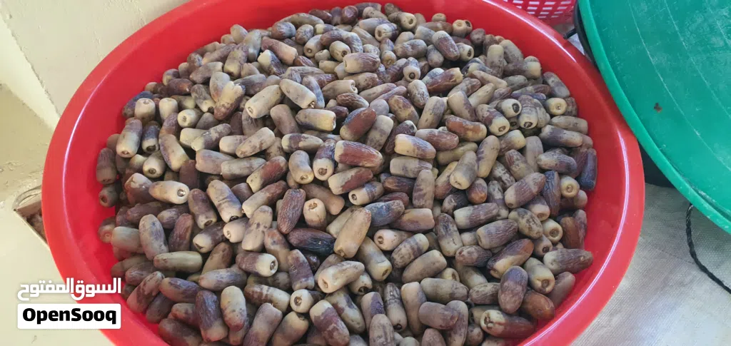 تمر نغال جريجرو