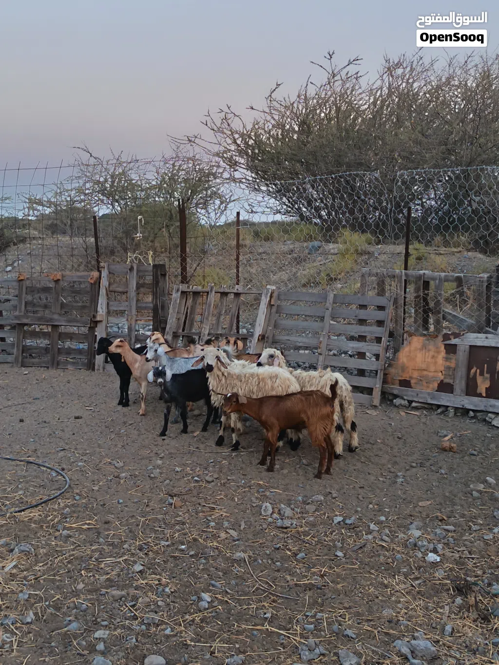 للبيع تيوس كباشه وصخلان