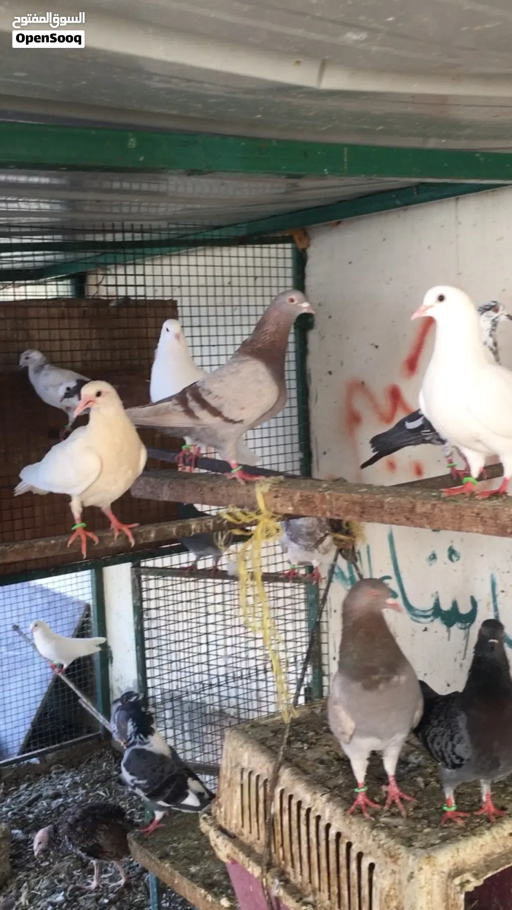حمام لاحم الابيض والملون