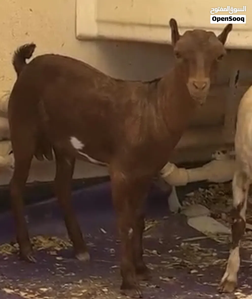 Salalah baby goat ماعز عماني