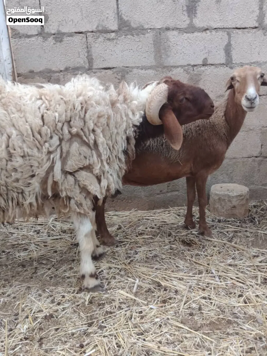 ذكر نعيمي للبيع