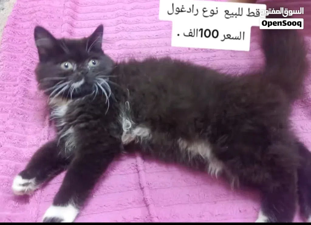قط للبيع رادغول