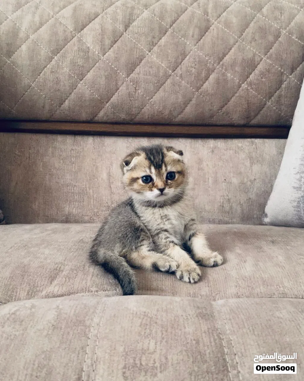 قطط سكوتش جولد وشكوتش فولد ستريت للبيع