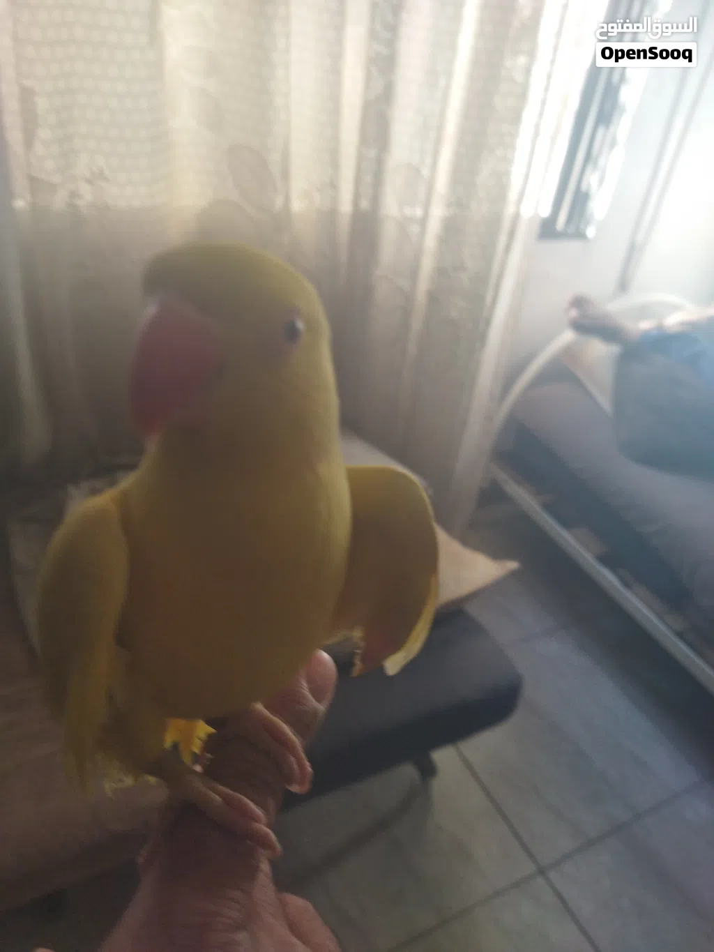 ببغاء دره اصفر أليف ذكر بدايه طوق محجل