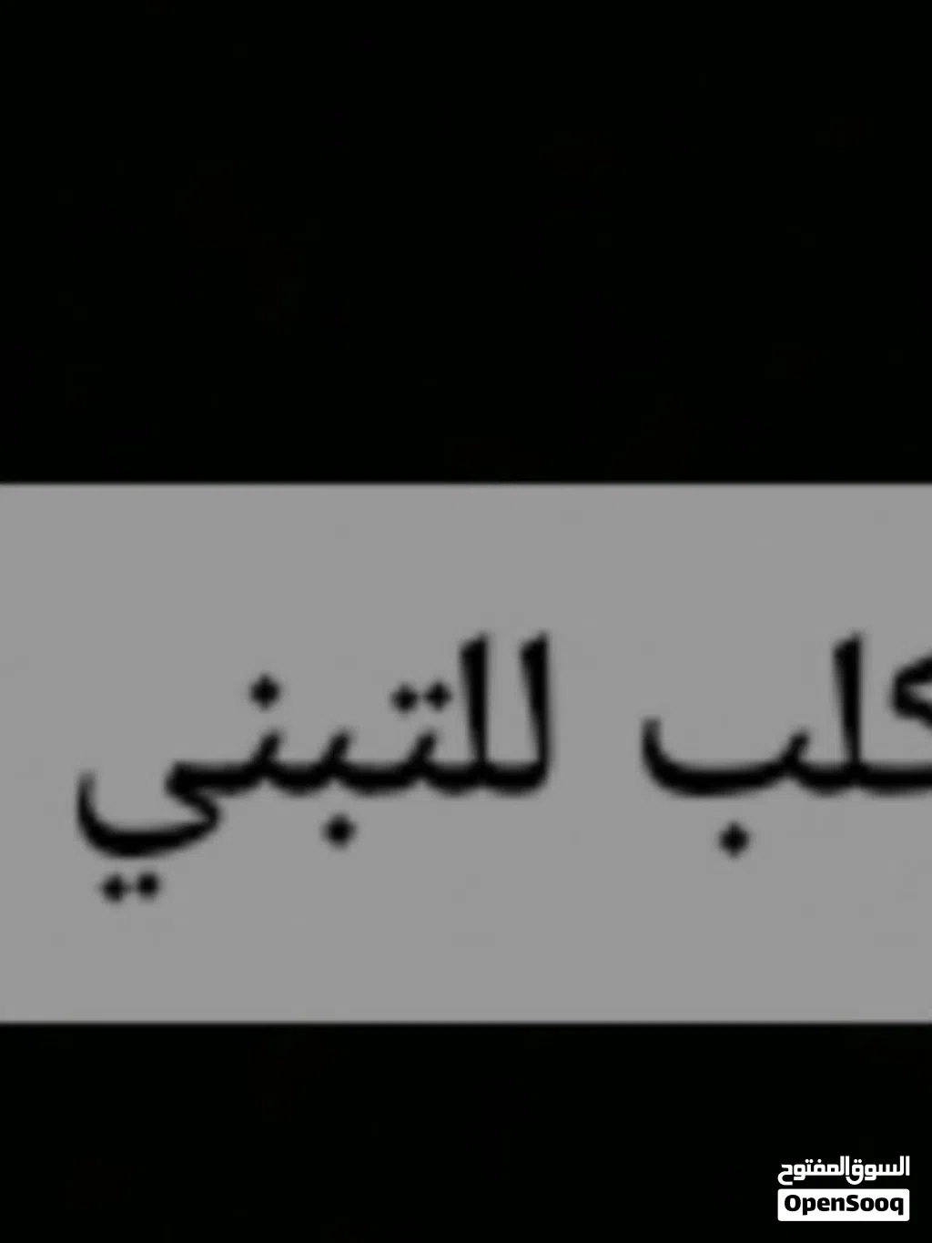 كلب للتبني