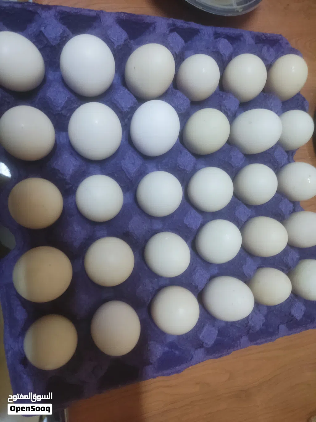 لأهالي الجبل الأخضر فقط
