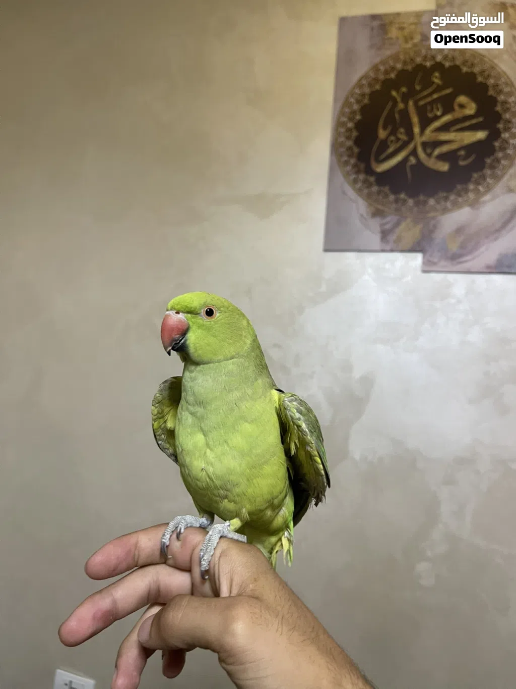 عصفور ببغاء دره