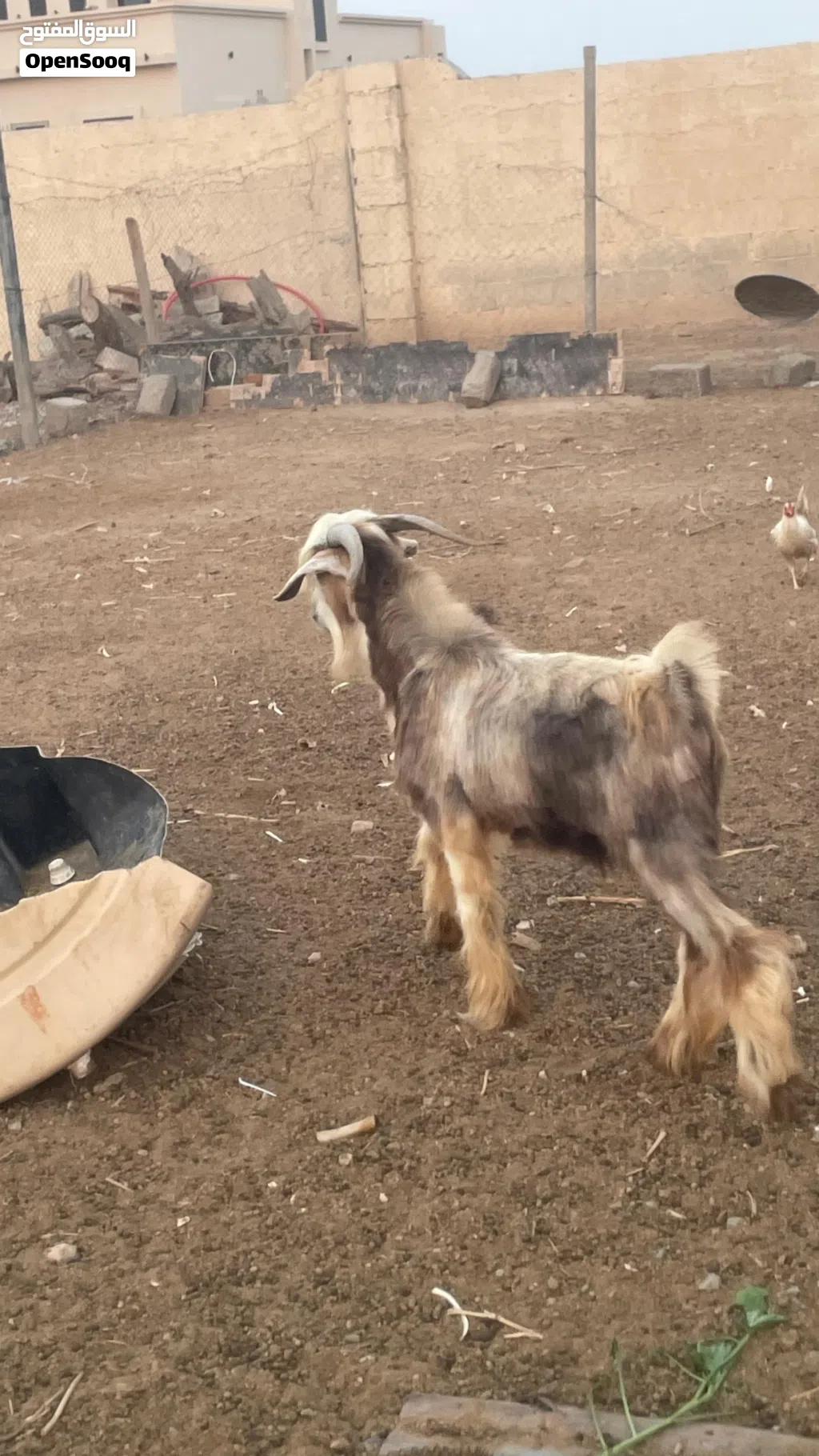 تيس ماشاءالله أموره طيبه من حلال بني سعيد