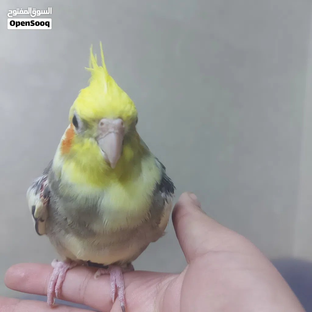 طائر كوكتيل أليف %100 (Normal Grey Cockatiel). شومر شارع الرياض قرب شومرالحديثه