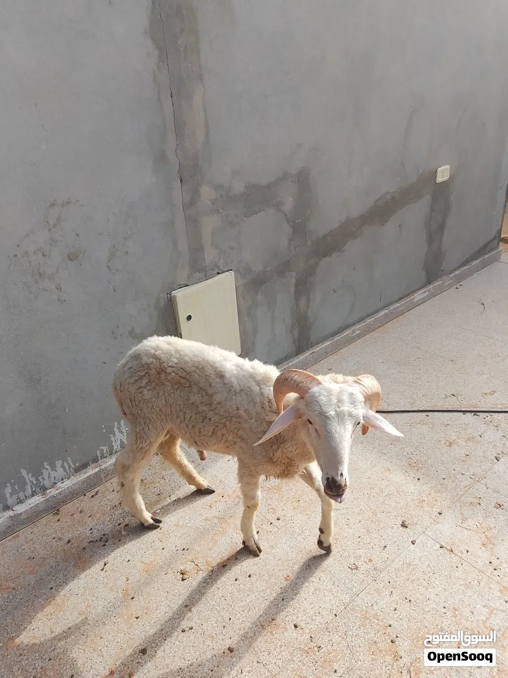 السلام عليكم ورحمة الله وبركاته