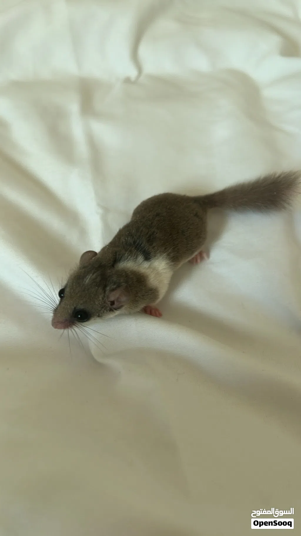 سنجاب Micro Squirrel