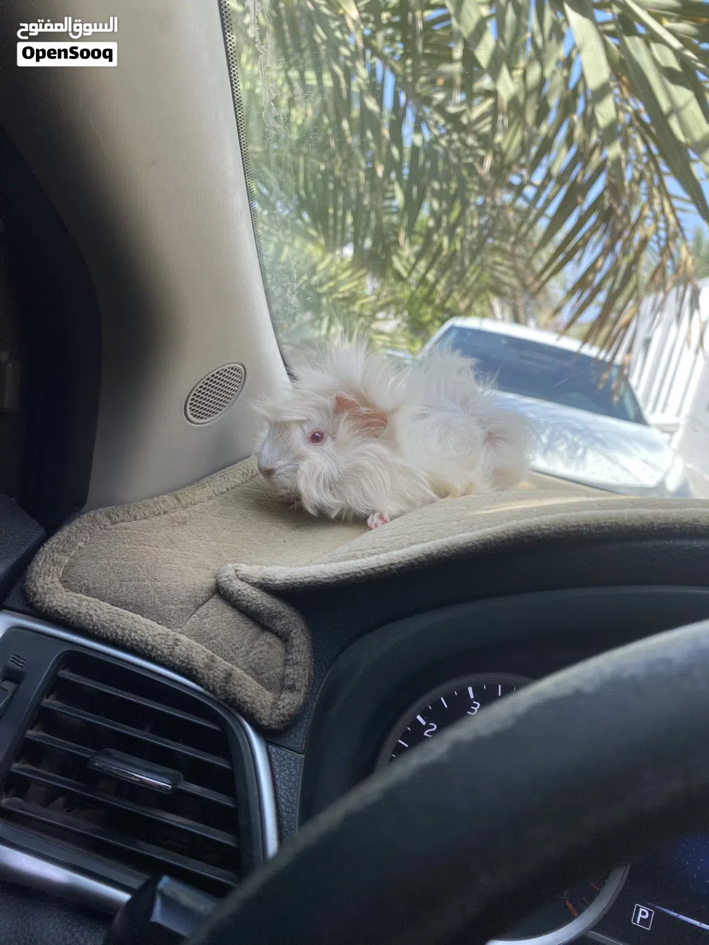 همتارو جيني بيج