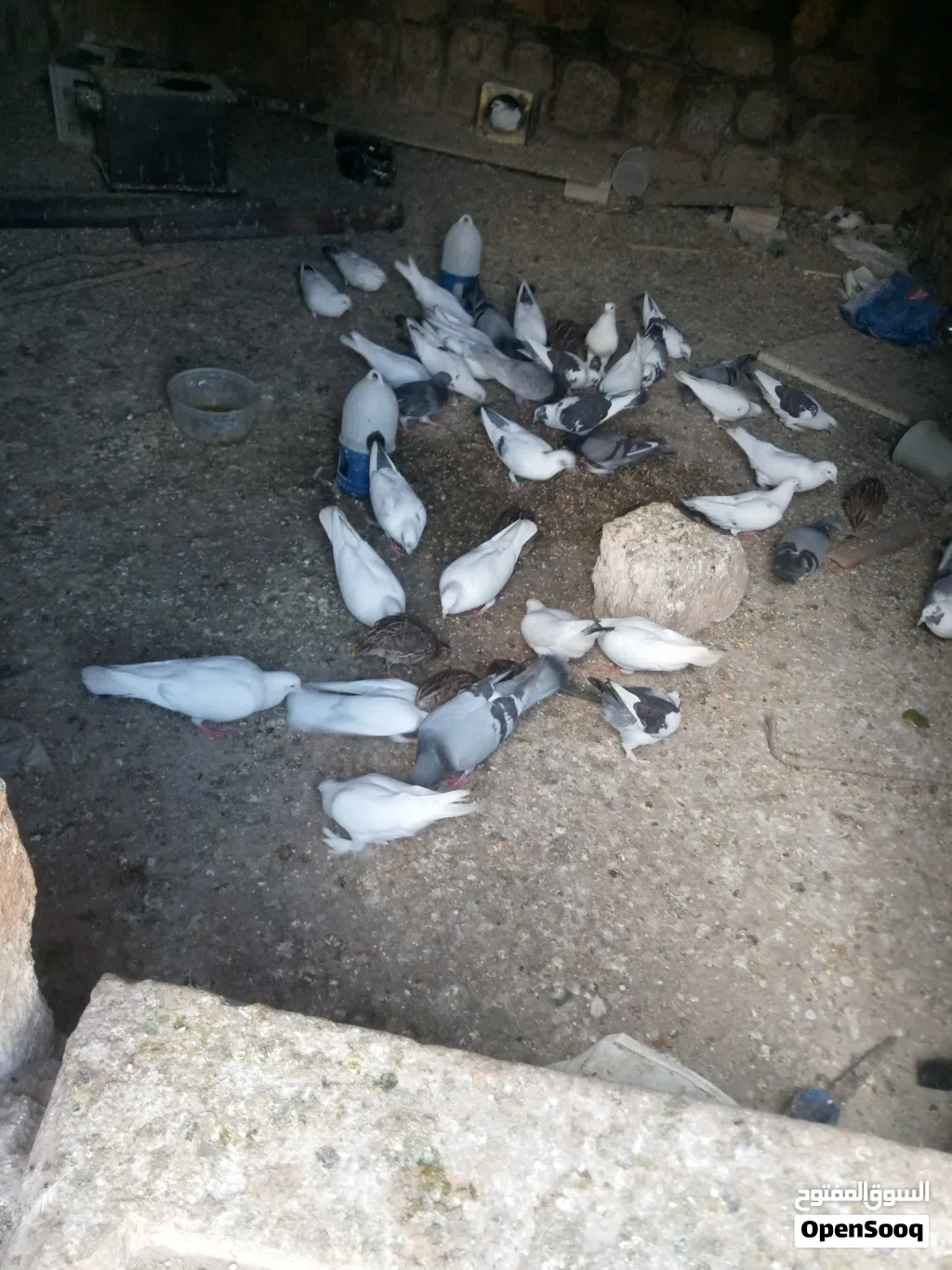 حمام بنديق