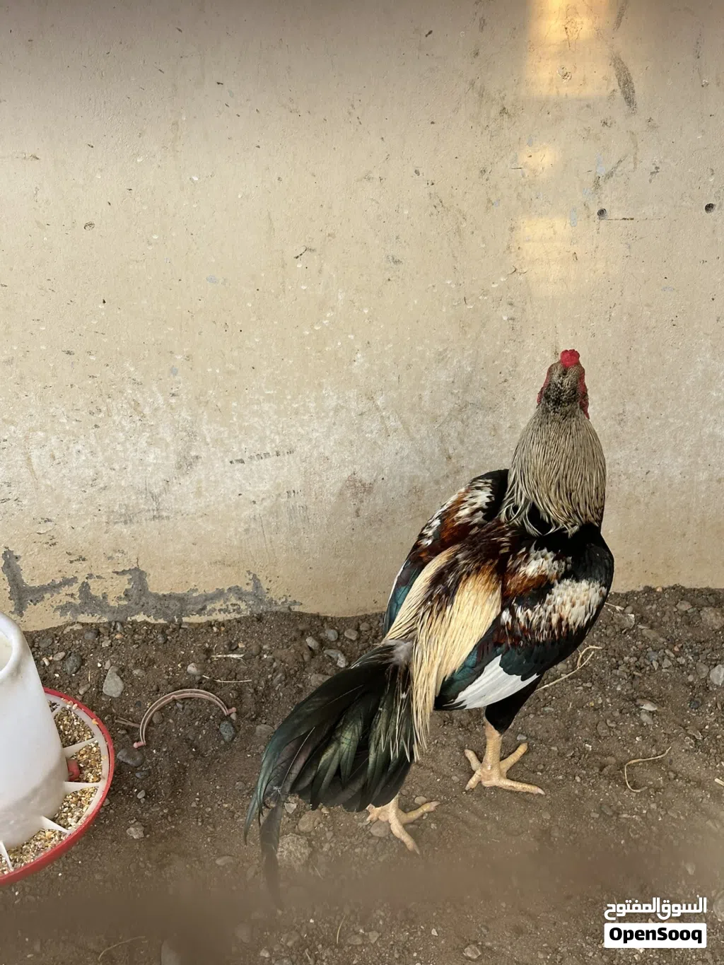 للبيع ديك ميدان