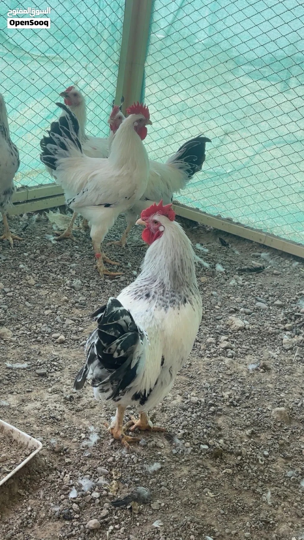 ديكة فرنسي كولمبي ساكس واحمر