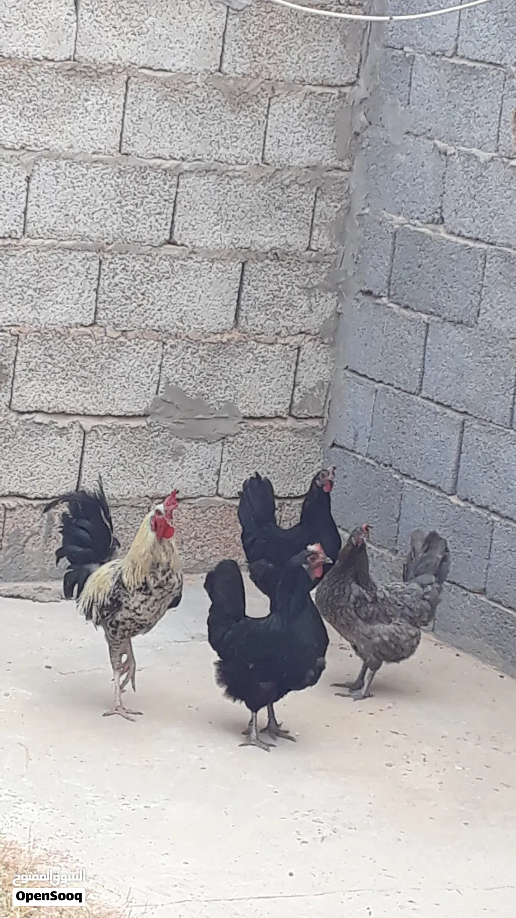 3 دجاجات فروج اقراء الوصف
